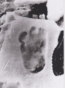 Den afskyelige snemands fodaftryk